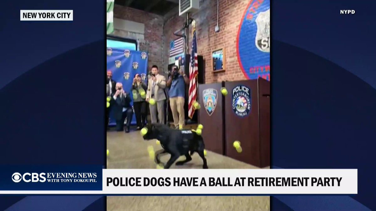 These four NYPD counterterrorism K9s were celebrated with plenty of love and an endless supply of tennis balls as they officially retired from service.