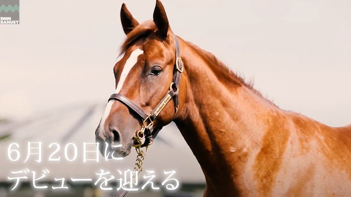 DMM バヌーシー マーズエクレール が 6月20日(土) 東京競馬場 第5レース 2歳新馬 (芝1600m、12:30発走)でデビューします! デビュー戦の前にスペシャル動画をぜひご覧ください! #BanusySpecialMovie