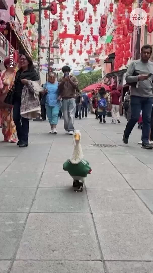 Merlin steals the spotlight in Mexico City as the cutest #WorldCup superfan. The duck even wears a tiny El Tri jersey.