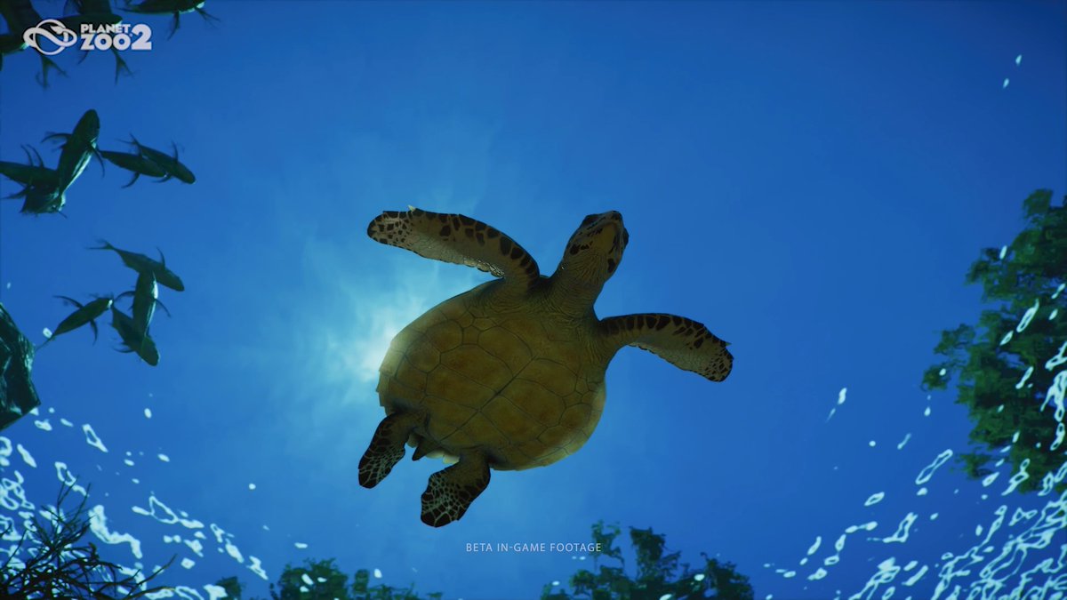 Take your creativity underwater and build beautiful homes for fully-aquatic species - new to Planet Zoo 2! We could sit and watch our Hawksbill Turtles all day 💚 Pre-order: