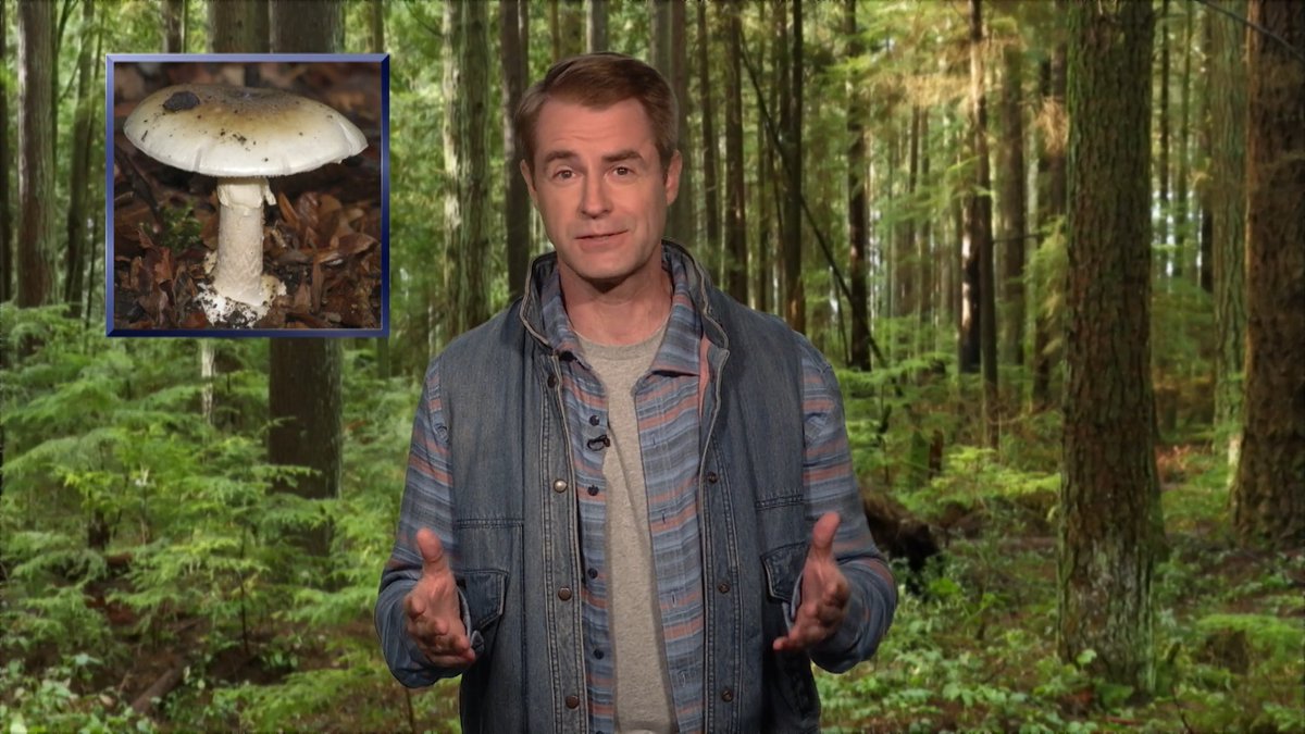 Mushroom Expert Dr. Ryan Smoot (Michael Torpey) shares some safety tips after a massive outbreak of illness hit California due to people accidentally eating poisonous mushrooms. #FallonTonight