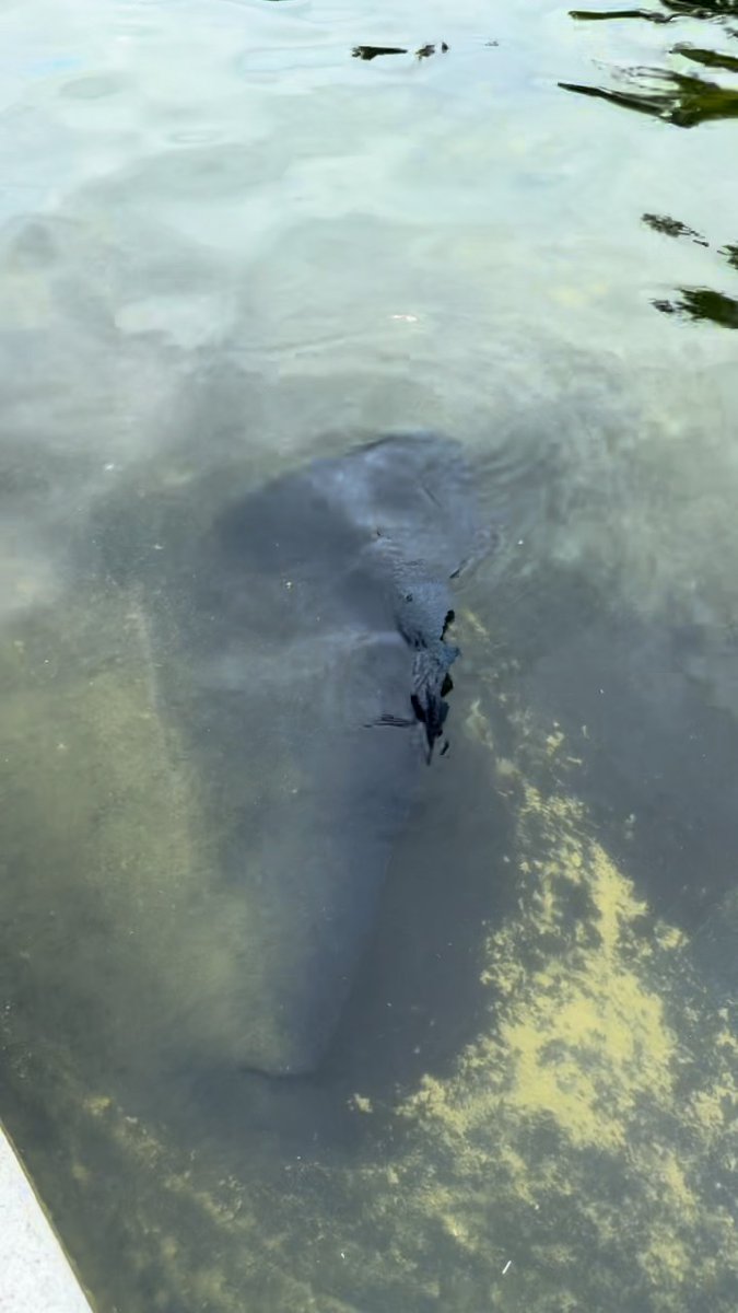New video reveals that a massive chunk of dislodged blue paint has breached the surface of the Reflecting Pool
