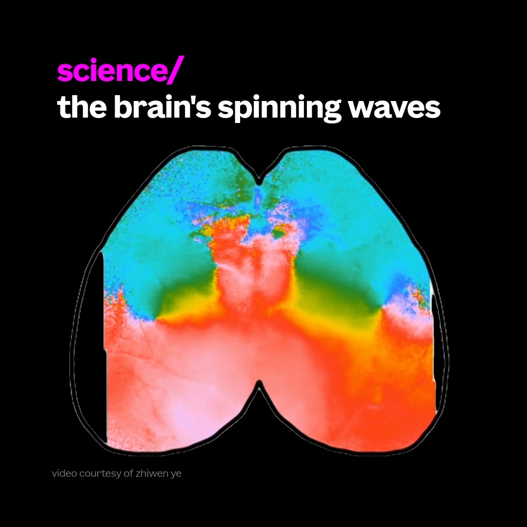 Traveling waves in the brain don't just move — they spiral, and it's brain-wide. New research from University of Washington, with allen institute contributions, out today in Science Magazine, shows the brain's own wiring shapes the pattern. 🌀 Spin through the full study: