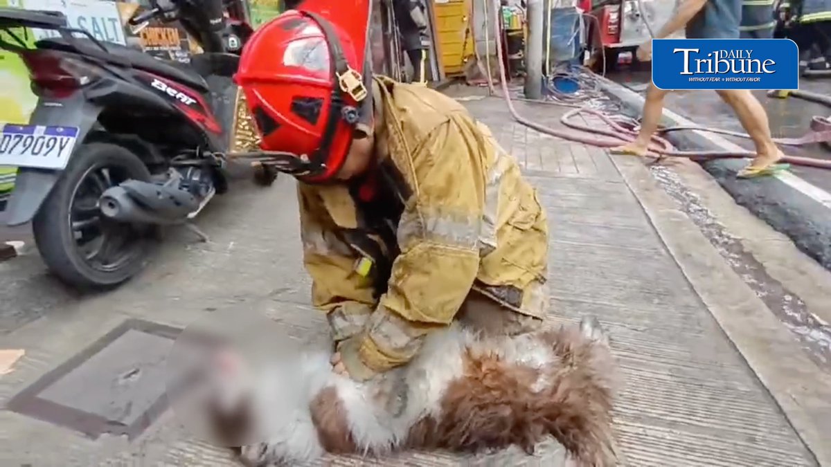 EVERY LIFE MATTERS. A #firefighter performs #CPR on a rescued dog after a fire broke out in a residential building along Tomas Mapua Street in Manila on Friday morning. | Toto Lozano #dailytribune