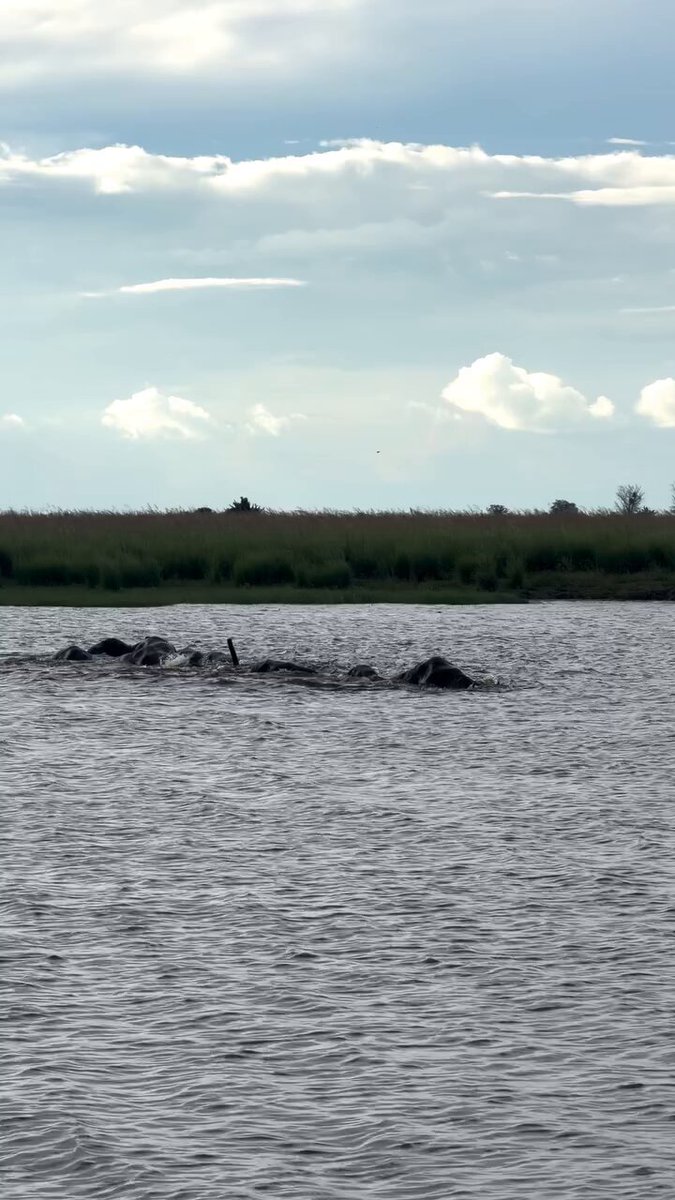tau ga, salah satu ide snorkeling itu dari belalai gajah saat menyebrangi sungai. dulu Aristoteles dalam karyanya Parts of Animal, mengamati gajah yang menggunakan belalainya sebagai alat selam saat berenang. terus Leonardo da Vinci juga merancang desain awal alat selam dan tabung pernapasan pada awal tahun 1400an. nama Snorkeling diambil dari bahasa jerman "Schnorchel" karena militer jerman saat itu menggunakan istilah tersebut untuk lubang udara buat kapal selam. sekarang alat snorkeling umum banget kan ya? harganya juga banyak yang terjangkau. tapi siapa sangka, benda sederhana itu punya sejarah yang ga kalah panjang ❤️