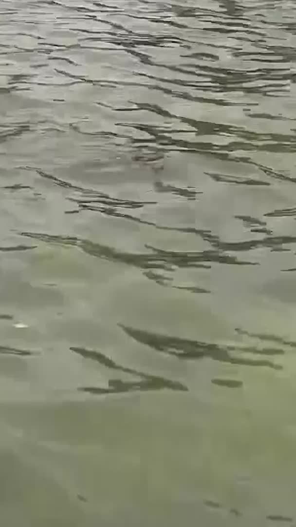 The paint on Washington's newly renovated Lincoln Memorial Reflecting Pool was peeling away from the bottom and into the algae-tinted water, less than two weeks after President Donald Trump announced the job's completion