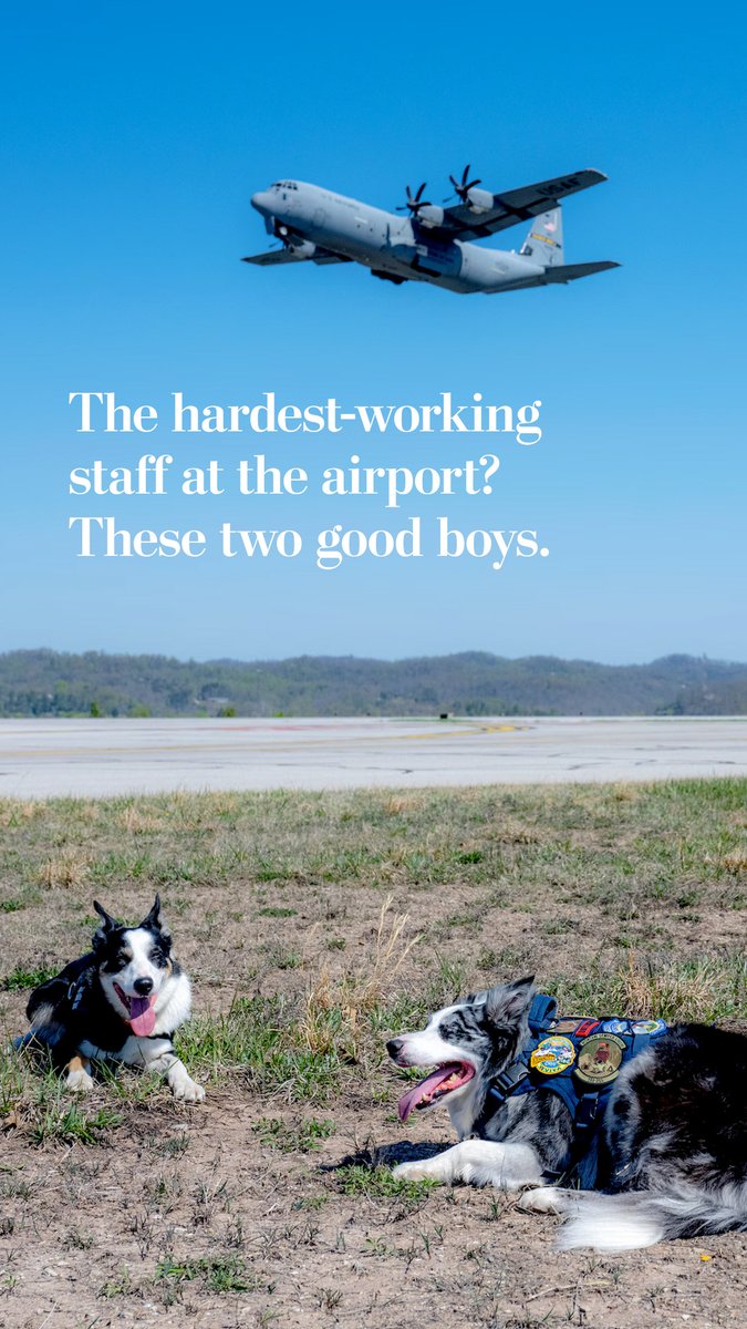 Five days a week, border collies Hercules and Ned help protect planes and passengers from bird strikes at an airport. The hard-working boys have built up a fanbase while living at the airport full-time.