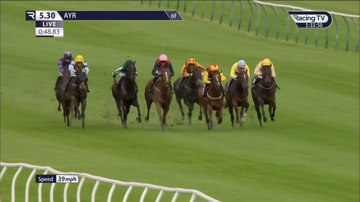 200/1 winner! Thistle Nil strikes at Ayr Racecourse ✅