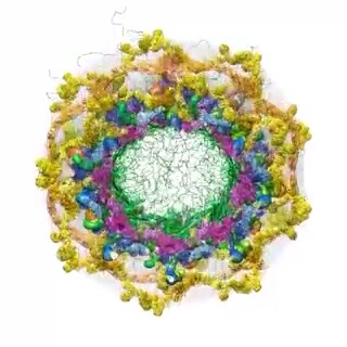 Meet the ultimate gatekeeper of the nucleus. This molecular machine determines what compounds are welcome inside and which shall not pass. The mechanism behind its selectivity remains a mystery.