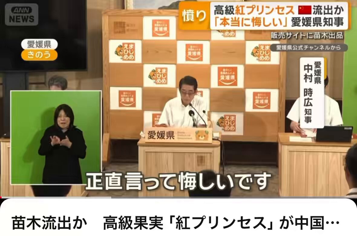 日本が17年かけて育て品種登録した「紅プリンセス」の苗木が中国に流出 でも大丈夫です。2016年にシャインマスカットが流出した時も中国人は育てる事ができずに多くを廃棄して、味も真似できなかったです。 悔しいですが、苗木を盗まれても中国人の民族性では育てることが出来ません。
