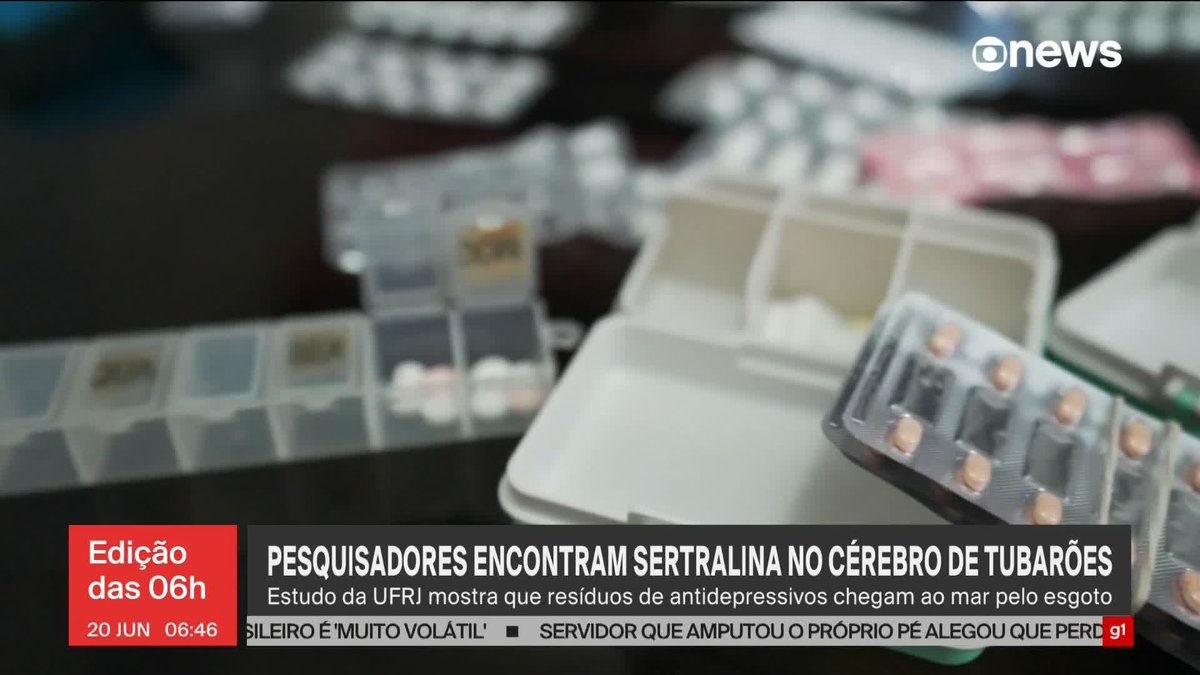 Pesquisadores da UFRJ encontraram sertralina, o antidepressivo mais vendido do Brasil, no cérebro de tubarões no RJ. Os resíduos da substância chegam ao mar pelo esgoto. ➡ Assista à #GloboNews ao vivo: #JornalGloboNews