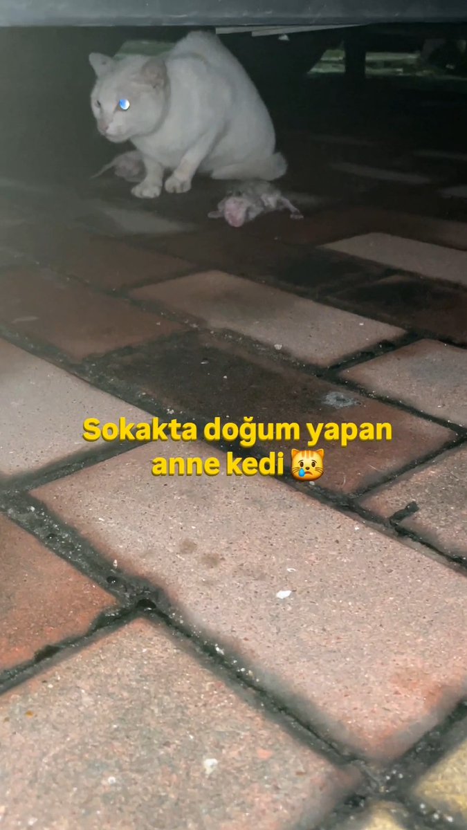 Sokakta araç altında doğum yapmak zorunda kalan anne kedi ve yavrularının görüntüsü beni derinden etkiledi 😿😿