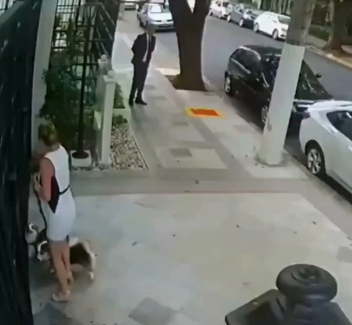 Those dogs didn't seem aggressive at all, so I don't understand why he chose to attack them.