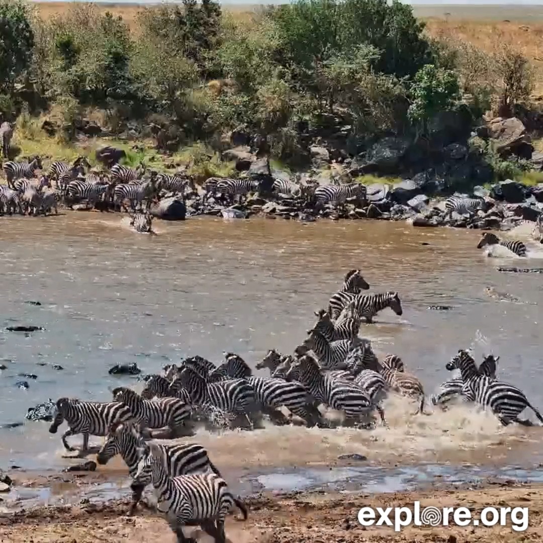 The Mara crossing cam is starting to see some action! We can't wait to see what we witness next.