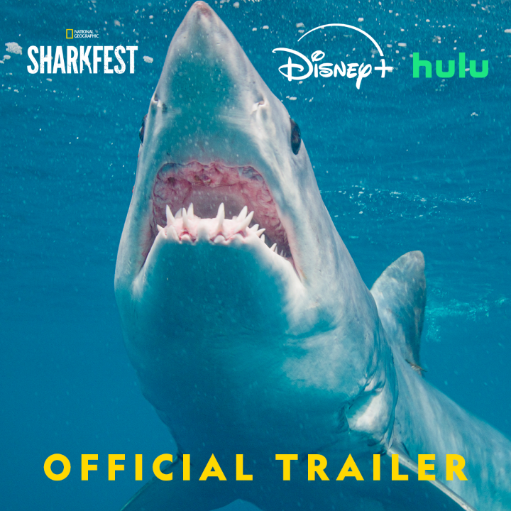 Hammerheads, great whites, whale sharks—they're all here to celebrate #SharkFest, so get ready to dive in! 🦈 #HammerheadSharksUpClose with Bertie Gregory kicks off two weeks of SharkFest when it premieres July 5 on National Geographic TV. Streaming on Disney+ and Hulu.