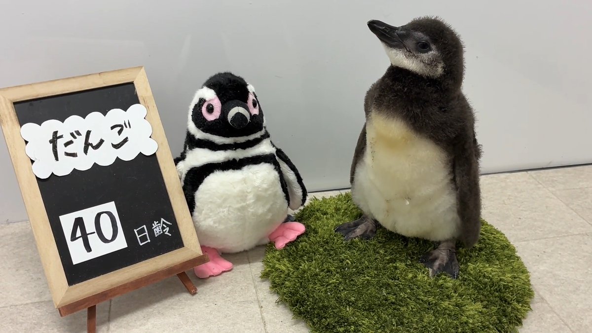 【6/13🐧40日齢のだんご】 ついに、おともだちよりも大きくなっただんご🍡✨ カメラを向けるときょろきょろしたり、大きなあくびをしたり…🤣 コロコロ変わる表情が可愛すぎます…💕 #すみペン赤ちゃん日誌