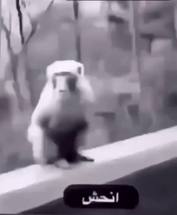 العويس اليوم :
