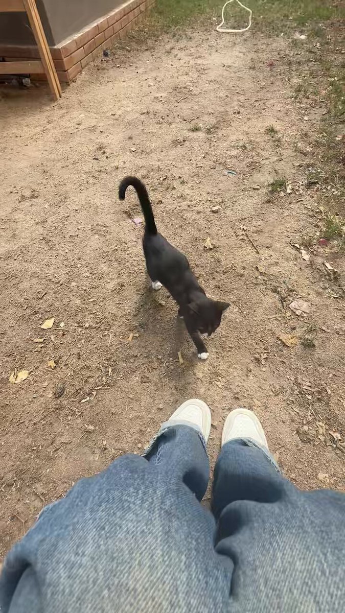 القطقوطه سماره بتحب الدلع و الونس و عمل البسكوت، لو حد حابب يتبناها❤️