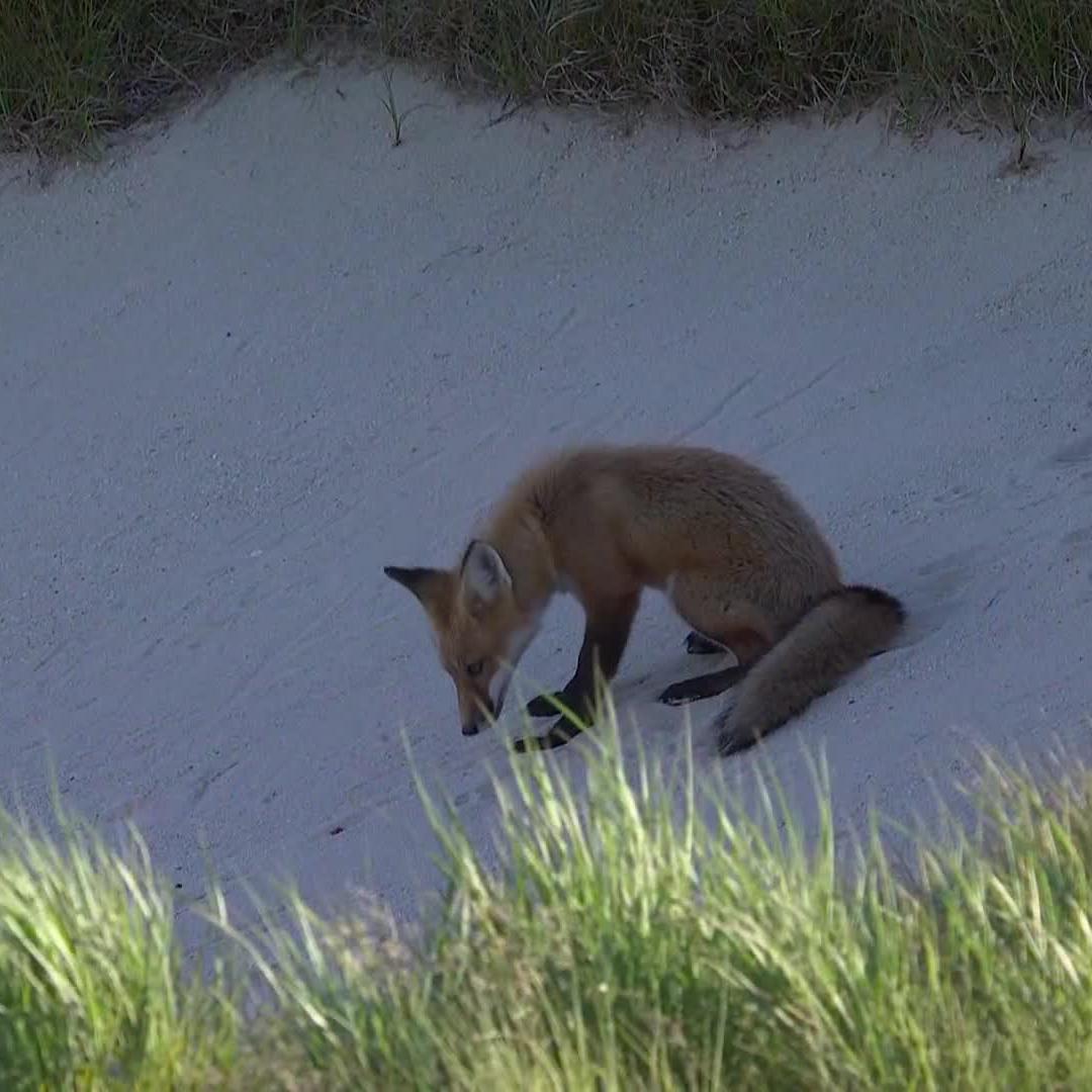 Good luck Gambling Fox. Retweet for good luck