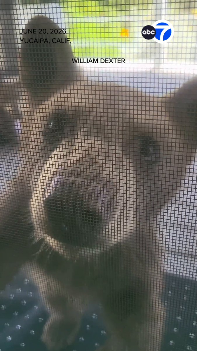 Three young bears wandered into a Yucaipa backyard over the weekend, startling a homeowner and turning the space into an unexpected hangout.