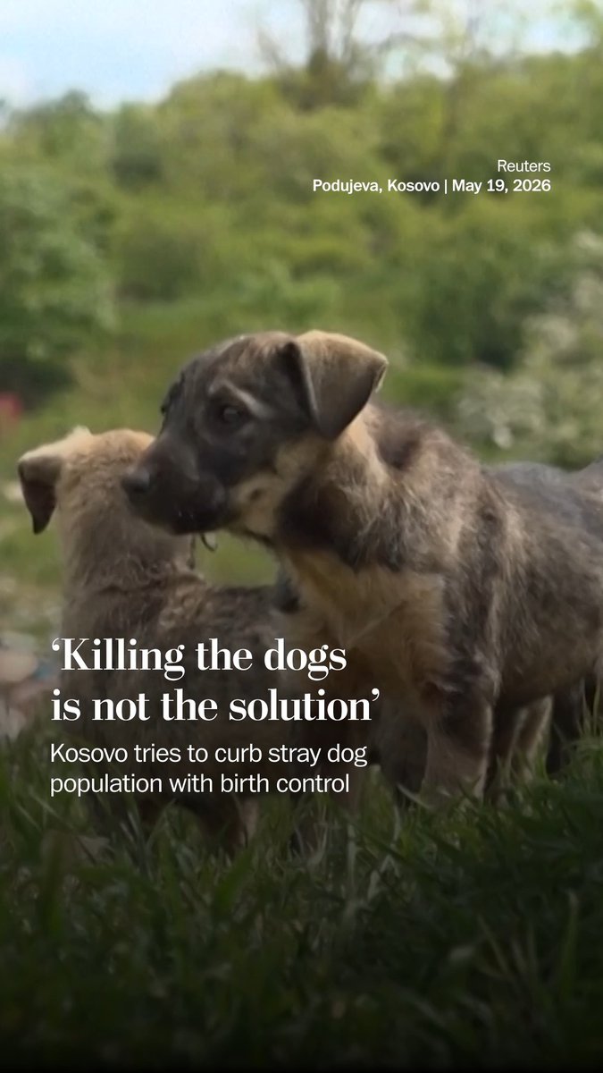 Local authorities in Kosovo are looking for solutions to better manage the over 50,000 stray dogs roaming the country’s streets and villages.