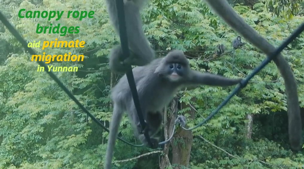 Conservationists in southwest China's Yunnan Province build canopy rope bridges to help primates cross gaps in the forest canopy.