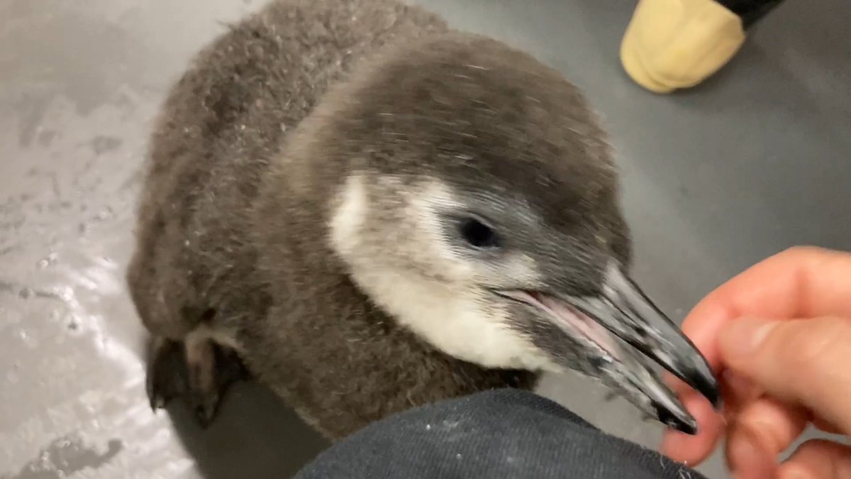 【6/14🐧45日齢のきび】 歩くのがとても上手になり、ゴハンの時間はいつも歩き回っています！！😂✨ きびの特徴である高めの声で鳴きながら、ゴハンを探して歩く姿がたまらないです！！😳♡ #すみペン赤ちゃん日誌