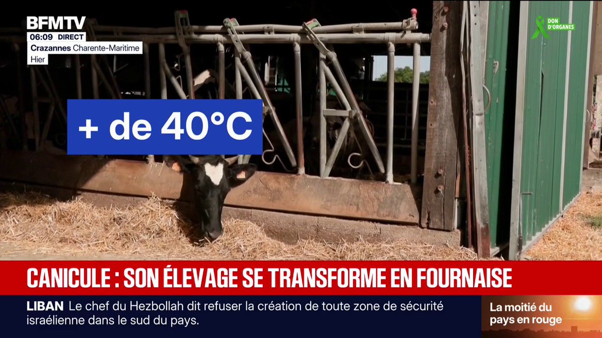 Comment la canicule affecte les animaux dans les élevages