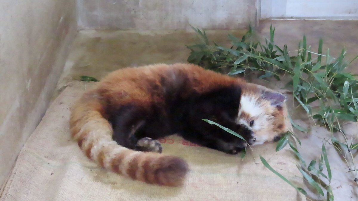 本日、めでたく茶レパンダ初となる２０歳の誕生日を迎えたアジサイさんです🎉 年齢を重ねてもカワイさに磨きがかかっています💖 これからも無理せずマイペースに長生きしてね✋ ※動画は以前撮影したものです ＃茶臼山動物園 ＃城山動物園 ＃レッサーパンダ ＃アジサイ ＃担当者は毎日メロメロ