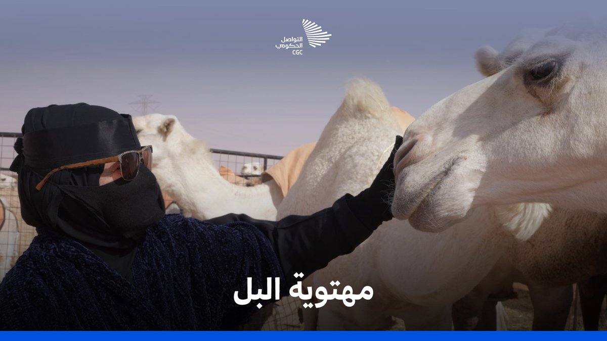 "البل لا منها روحت، ودك قلبك يروح معها"؛ منيرة القحطاني تحكي قصة حبها للإبل، في حديثٍ يكشف أثرها العميق في القلب في اليوم العالمي للإبل. نادي الإبل