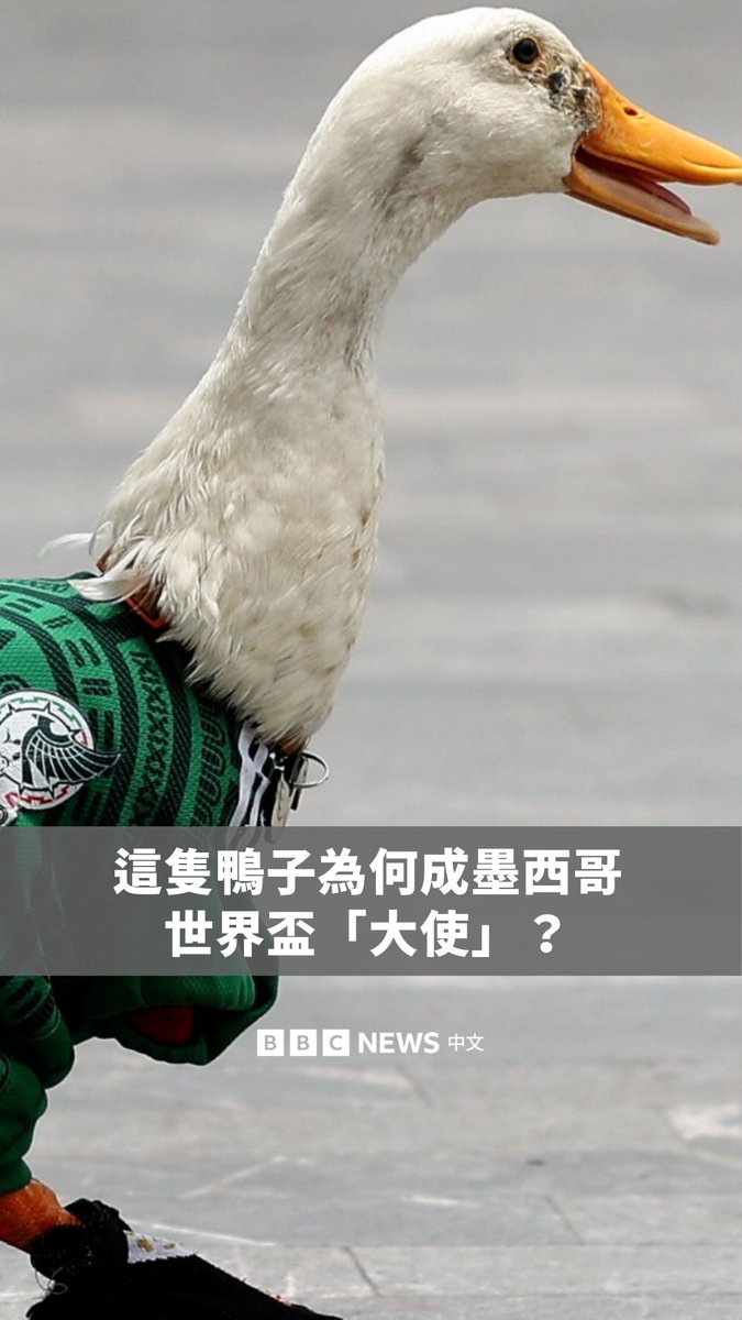 一只名叫梅林的宠物鸭因在墨西哥城街头走动的影片爆红，使其成为墨西哥世界杯的“大使”。不少球迷更特地前来与这只两岁的鸭子合照。
