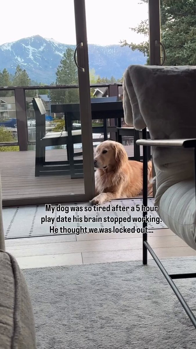 His paw was inside and he didn't even know😅
