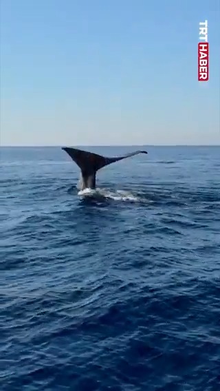 🐋 Antalya'nın Alanya ilçesi açıklarında balina görüntülendi.