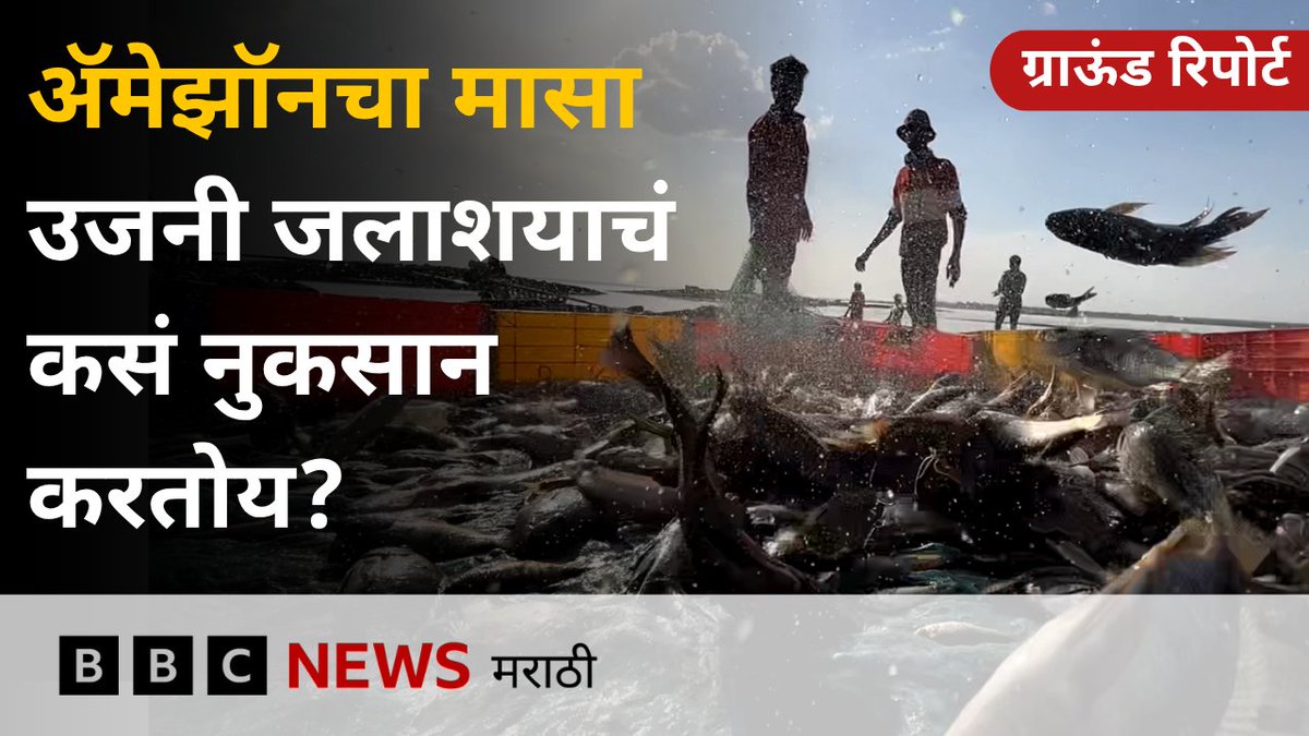 उजनी जलाशयाला हा मासा मच्छीमारांना कंगाल करतोय? #Fishing #Fishermen #Environment #BNHS