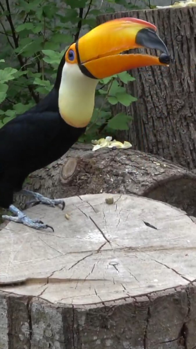 Who can see Oshi the toucan? You can!