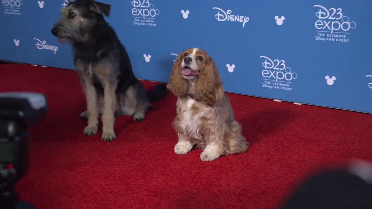 Hรก 71 anos estreava "A Dama e o Vagabundo", um dos maiores clรกssicos da Disney. Esse dia do tapete vermelho para a estreia do live action, em 2019, foi muito especial.