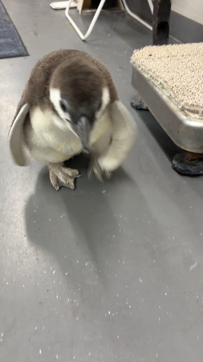 【6/16🐧40日齢のとうふ】 親離れ特訓中！？のとうふですが、この間名前を呼んだら駆け寄って来てくれました！✨ ....と思ったら椅子の下に隠れたかっただけ？？😭 仲良くなれる日まで、まだまだ諦めません！！💪🏻 #すみペン赤ちゃん日誌