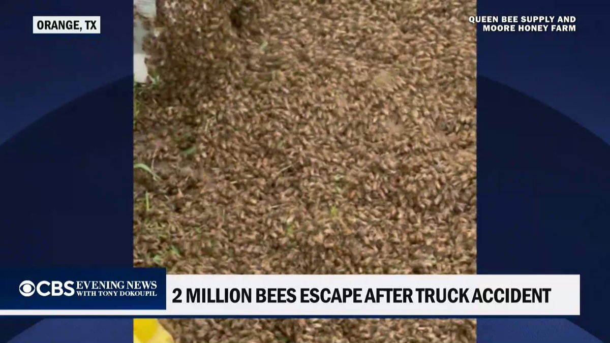 Up to 2 million bees escaped after a tractor-trailer overturned in Texas, prompting officials to urge nearby residents to stay indoors as swarms spread through the area.