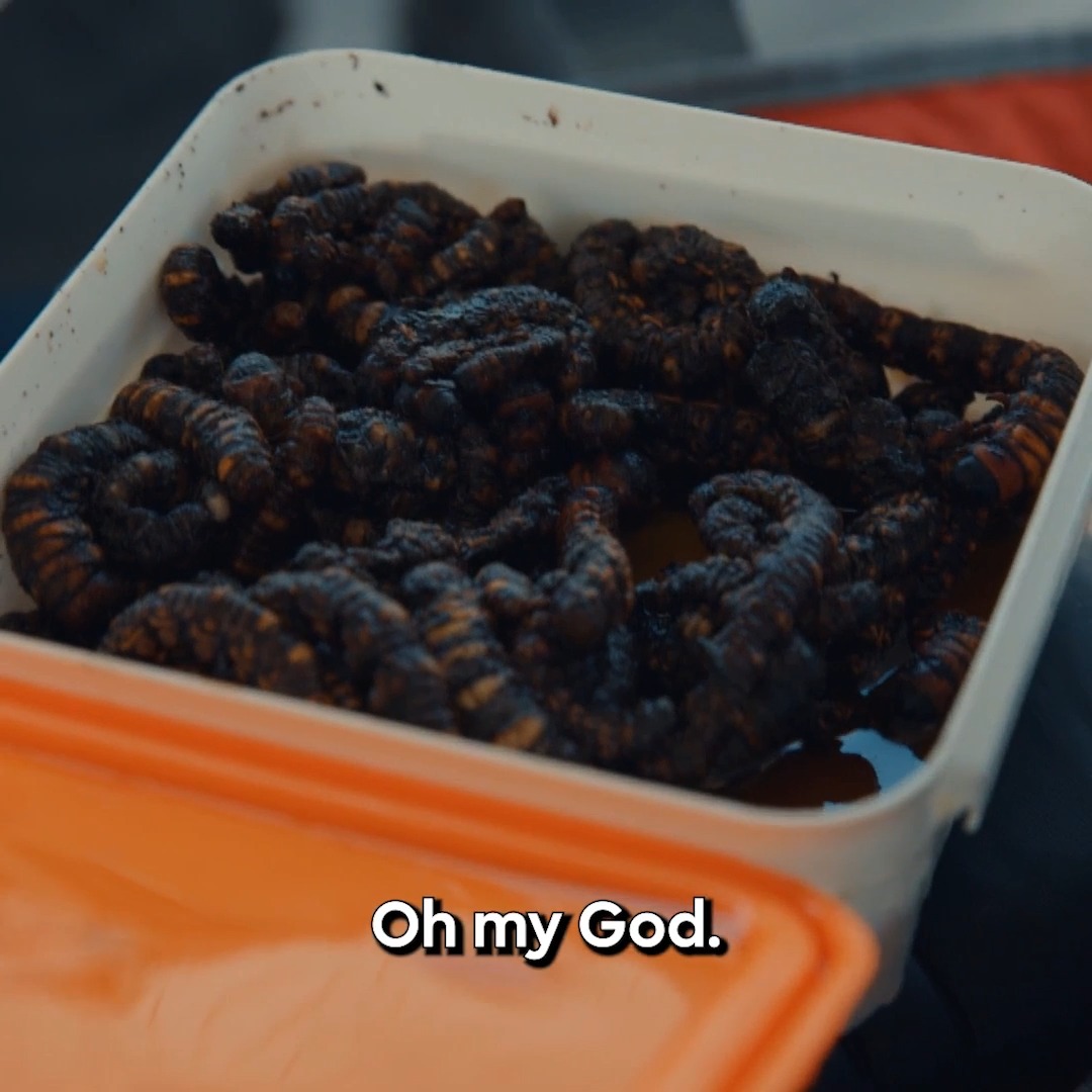 Giant caterpillars emerge as officers dig deeper during inspection 🐛 #Contraband: Seized at the Border starts NOW on Discovery.