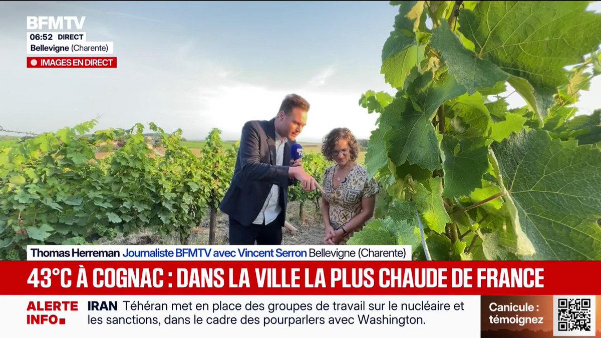 Canicule: 43 degrés à Cognac, inquiétude pour les vignes qui subissent la chaleur