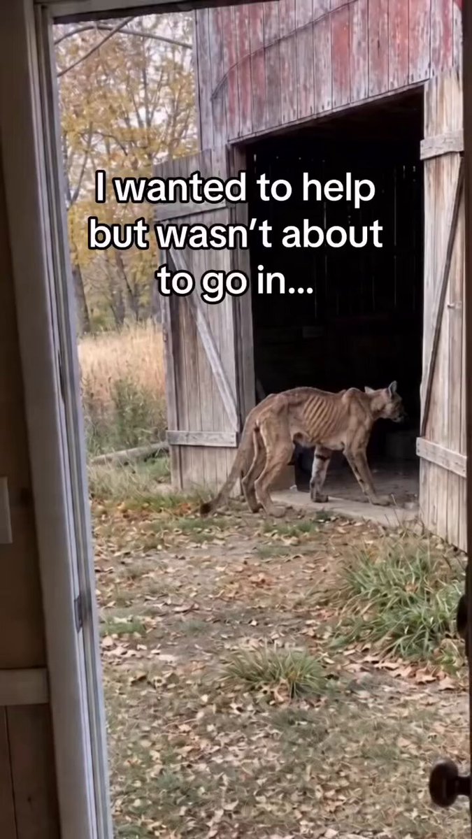 This is the story of a young mountain lion who has been severely emaciated by hunger and has taken refuge on this man's farm....