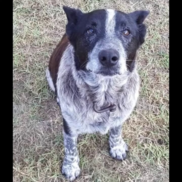 He was 17 years old, deaf, and partially blind But when a toddler went missing, this senior dog stayed by her side for 15 hours Through the dark and the cold, he kept her safe — and then led rescuers straight to her A true guardian angel.