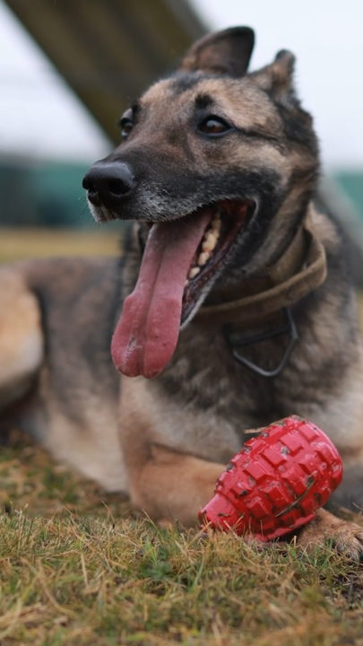 Some missiles have fur. 🐕 Military Working Dogs play a vital role in Army law enforcement and combat operations. Soldiers with the 31K MOS are responsible for training and caring for dogs, both at home and abroad, supporting missions and daily law enforcement. See below for more info on the Army job!