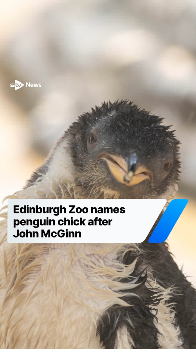 Edinburgh Zoo’s newest penguin chick has been named after Scotland hero John McGinn.