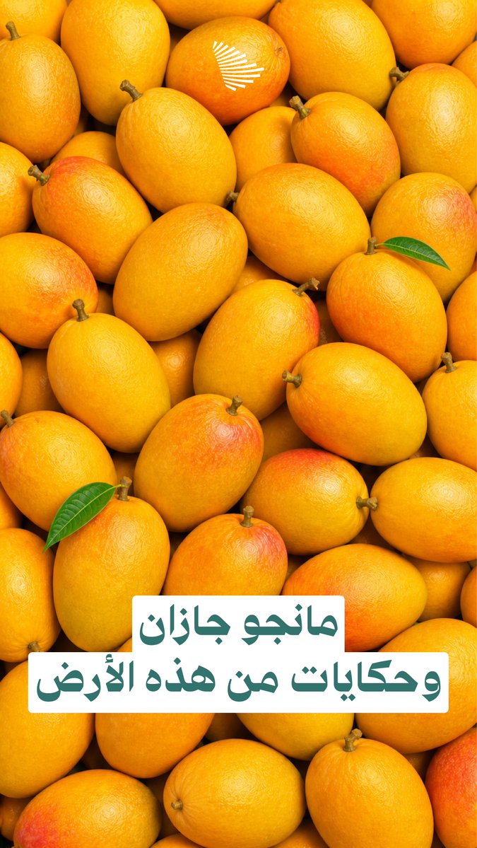 ابن صبيا جعفر زكري وحكايات من شغفه بزراعة المانجو.