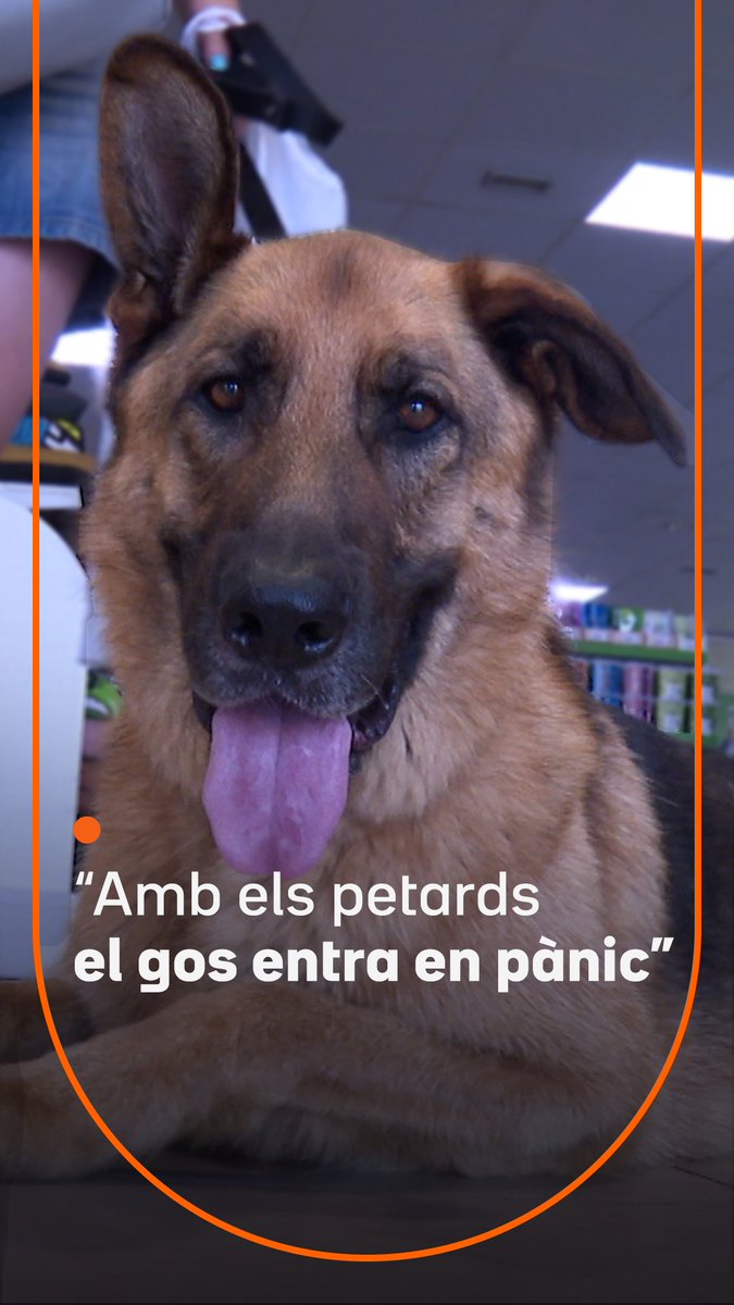 “A una persona li pot molestar un petard, un gos entra en pànic.” Els petards que sentim per Sant Joan són especialment molestos per a les mascotes. Donar-los medicació o crear un espai de refugi a casa són alguns consells que donen els veterinaris