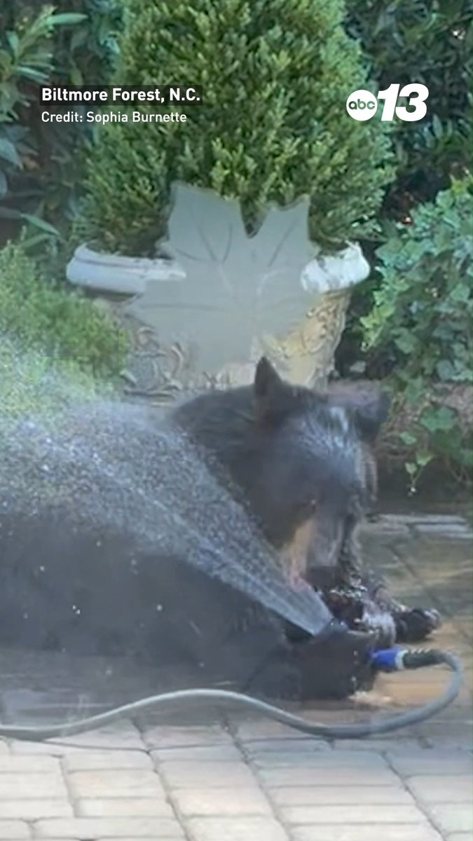 Bears get hot, too! 🐻 This black bear in Biltmore Forest, North Carolina, found a creative way to cool off — using a garden hose to spray itself with water. Share wildlife photos and videos with us through Chime In: