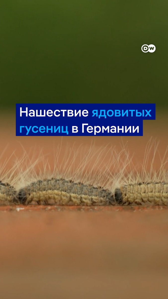 Эти гусеницы держат в страхе весь Берлин. Ядовитые волоски дубового походного шелкопряда могут вызывать боль, зуд и проблемы с дыханием, а из-за жаркой погоды они быстро распространяются в столице Германии и других регионах. Вот как борются с ними в Берлине #dwgermanpolitics