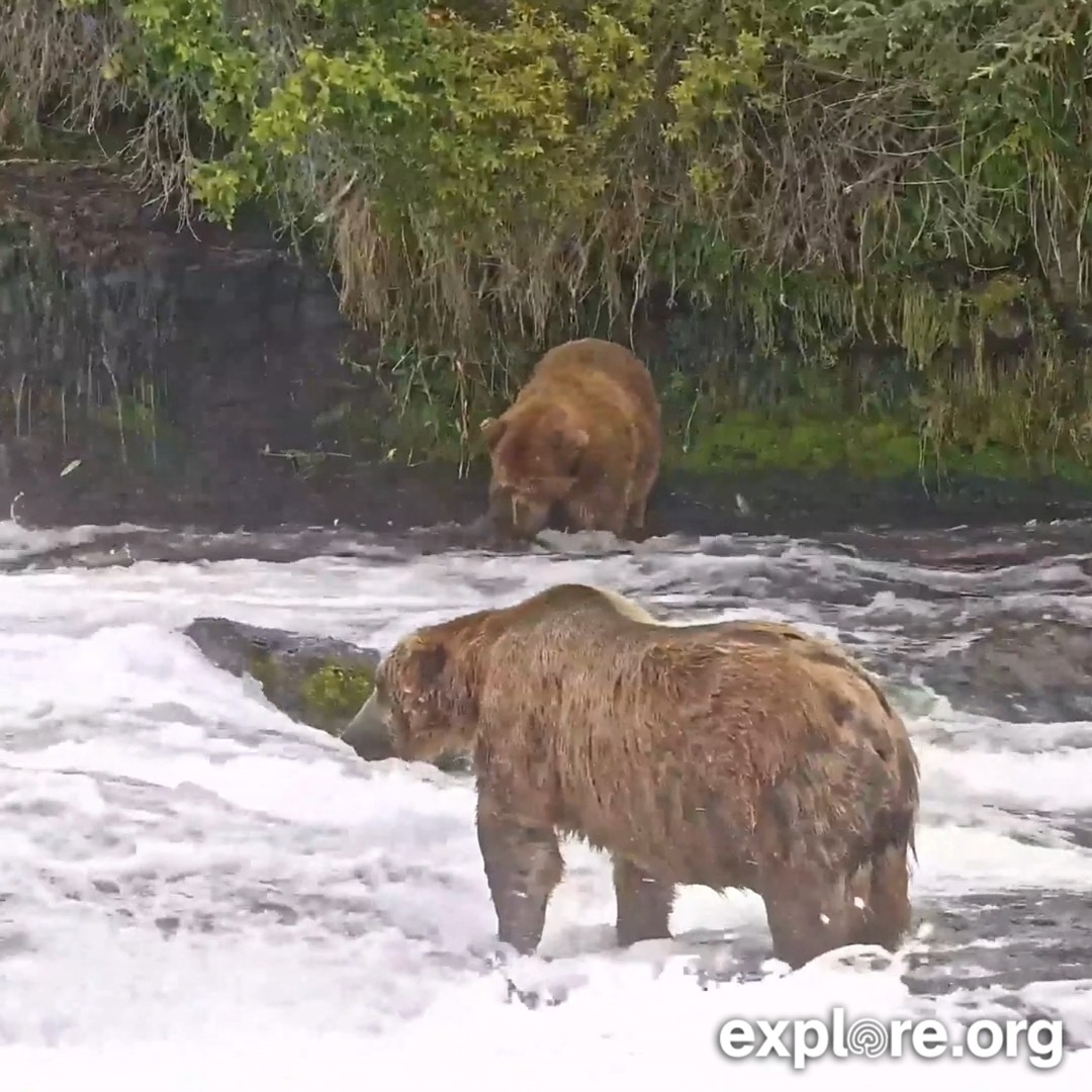 The Katmai Bear Cams are officially live for the summer. Now the real question: Which bear will be the first to appear on camera? Cast your vote in our contest at and let the bear-watching begin.