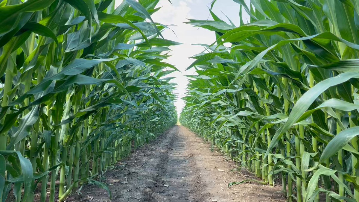 60” blocks of corn 60” gaps I believe this will outyield solid corn due to plant phenotyping coupled with amplified night time cooling. This IMO is useful for continuous corn, in season manure applications and potential grazing after harvest.